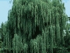 Salix sepulcralis
